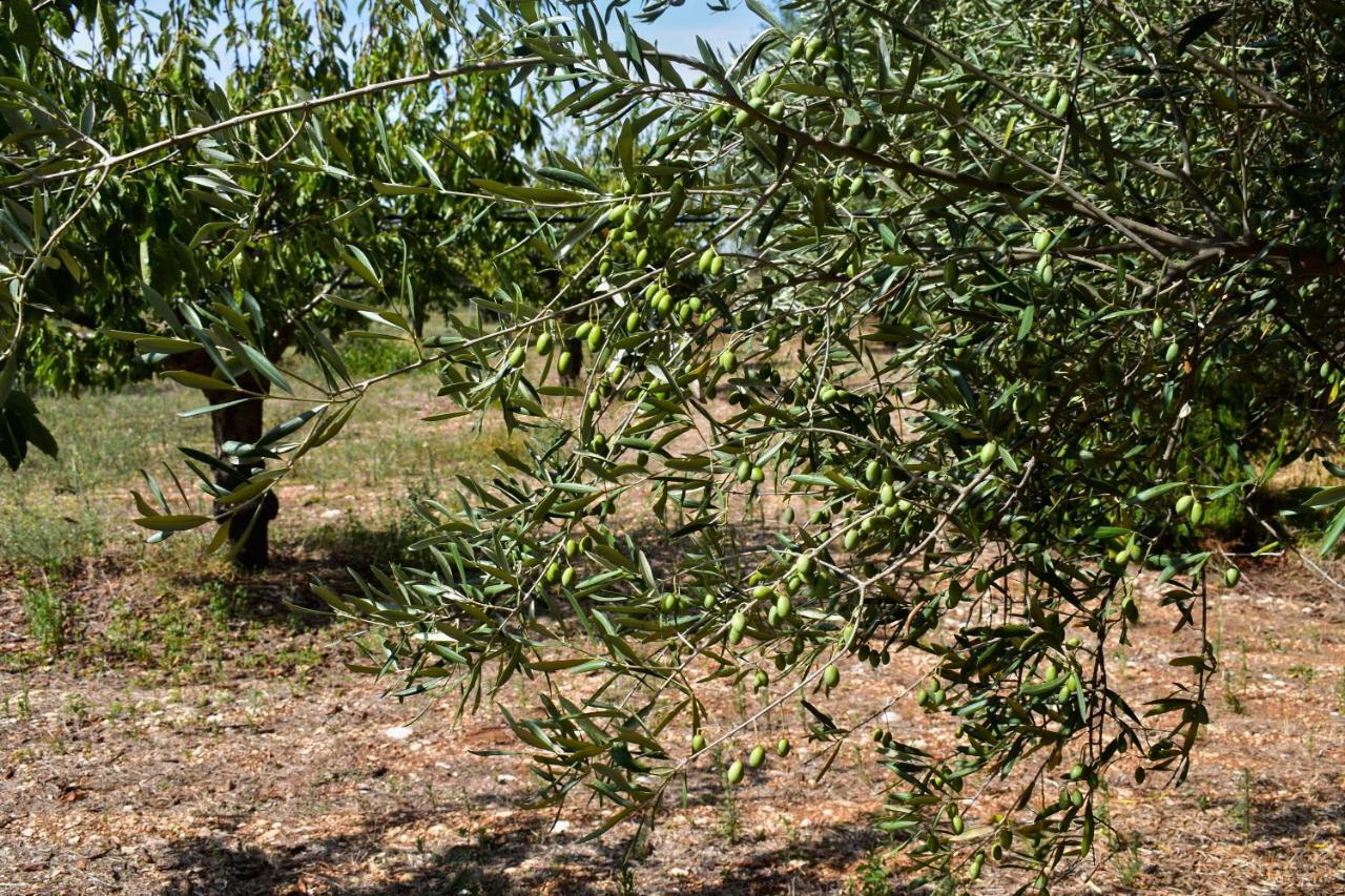 Masseria Elefante Turi Exteriör bild